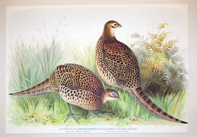 Phasianus ussuriensis and Phasianus delocllatus, 1906-7 by Henry Jones